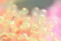 愛郷キャンペーン🐴♨️