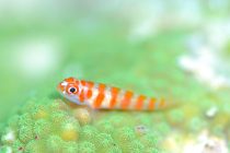 クリスマス🍭✨