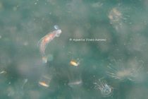 浮遊系ウミウシ★