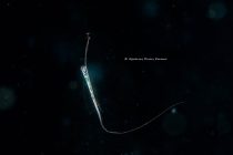 リュウグウノツカイ出たよ💕