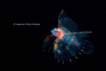 浮遊系な１日（＾＾＊）