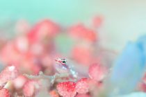 今後予定しているスケジュール。