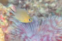 セブで見れる魚⭐️アンボンクロミス⭐️