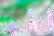 大瀬崎たまらん💖