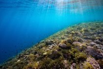 マンボウ出たってよ！