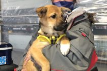 ごろんた🐶💖