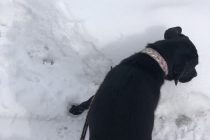 日本の冬を堪能❄️