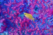 アートスティックな水中世界💙💜