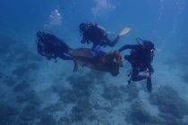 水中クリーンナップ！