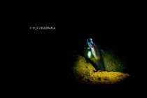 スヌートチャレンジ♬