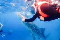 ジンベエスイムからのスミロン島🏝