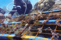 サンゴ植樹活動！