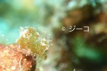 今日もチマチママクロ💖