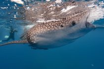 2年ぶりのオスロブは😳！？