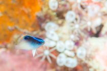 花も団子も🌸🍡