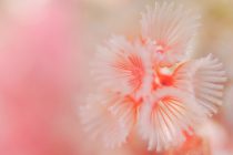 フィリピン入国時、日本帰国時のご案内🌸