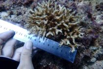 珊瑚植樹と測定！