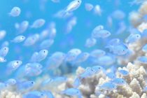 フィリピンへ行きやすくなります🇵🇭