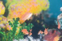 ガッチリもメルヘンも〜💖