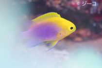 みんなダイビング大好きなので🎶