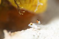 ヒレフリサンカクハゼ💕