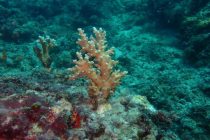 ハウスリーフの珊瑚❣️