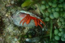 しましまのヤドカリ🧡