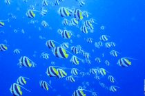 まんべんなく楽しい海です💙