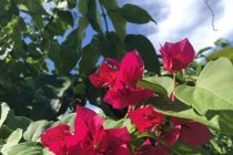 7月の直行便運行日！