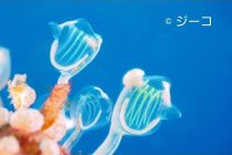 カメラの練習はハウスリーフ👍