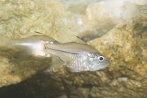 マングローブカーディナルフィッシュ！