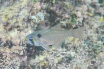 ブラックスポットカーディナルフィッシュ⭐️