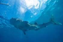 オスロブ⭐️ジンベエザメ