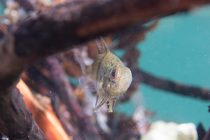 ホソスジマンジュウイシモチ！