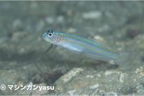 マシンガン⭐️