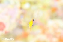 あんみつ無双🌸