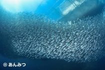 モアルボアル⭐️イワシダイビング🐟