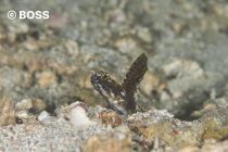 ダイバー誕生です！おめでとう⭐️