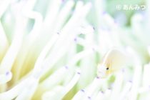 PCR検査無くなる？？