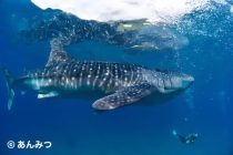 オスロブ・ジンベエザメダイビング〜🎶