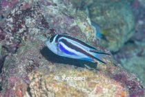 フカミヤッコ★