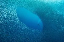 イワシ！鰯！sardine！