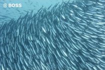 モアルボアルに来ています✌️