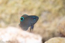 危険な食べ物🤭❣️