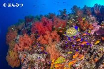 ペスカドール島ダイビング🌸