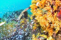 日本への入国・帰国時海外での検査免除に！