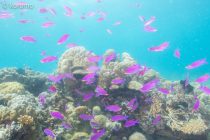 サムだと思う。