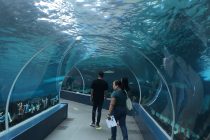 ダイビングからの水族館🐠