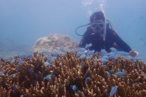 フィリピンダイビングについて！