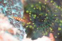 今日からPCR検査が無しに！